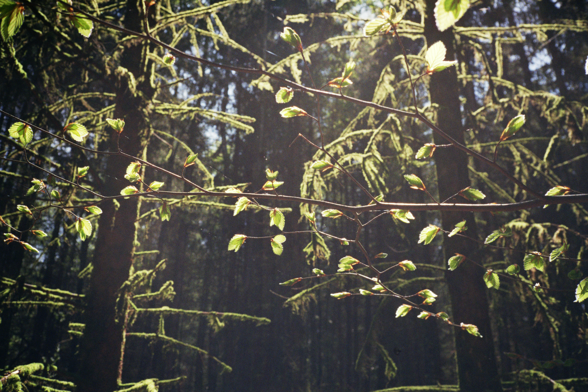 kaleidoscoping | Kerstin Meißner / krstn