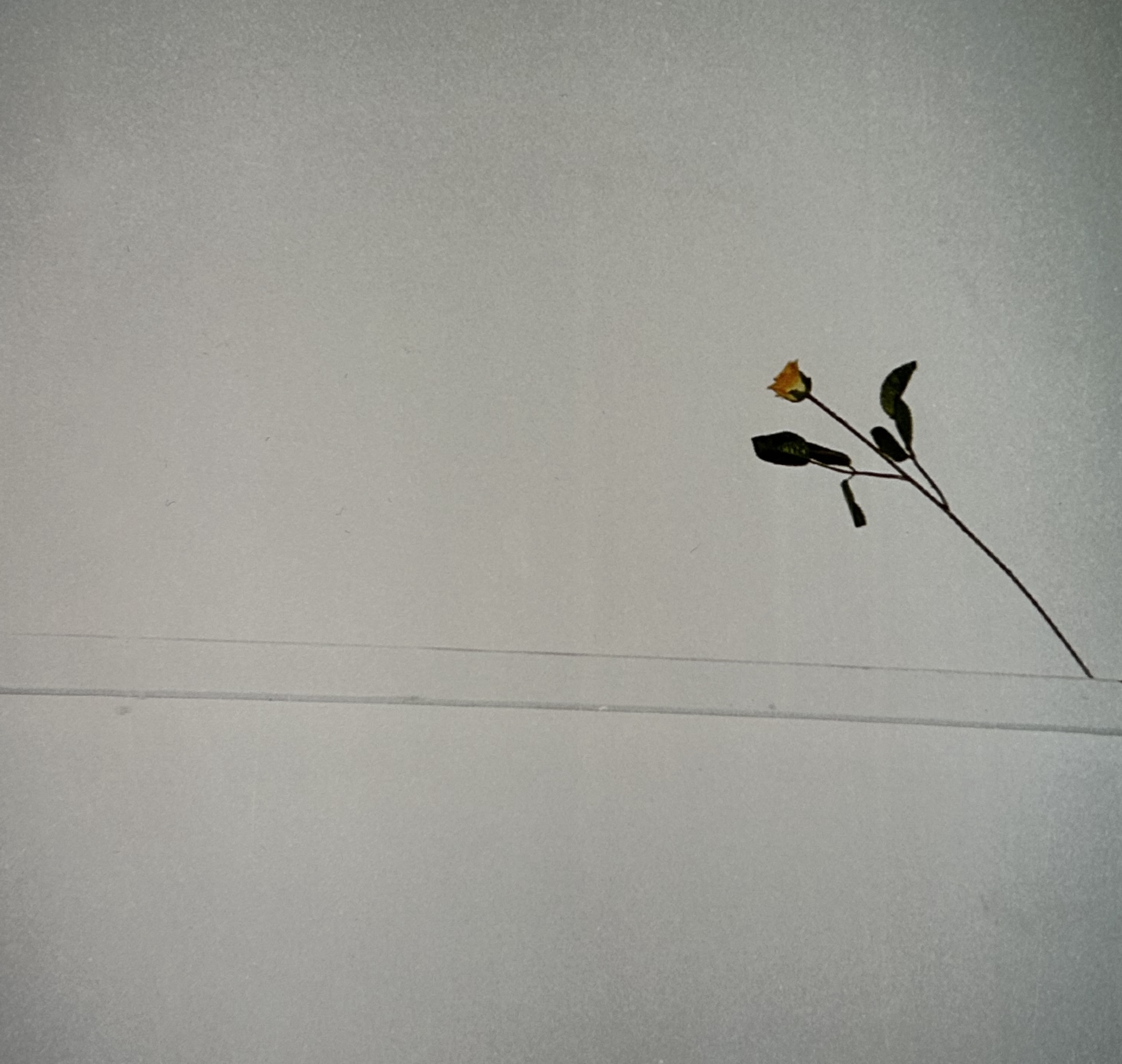 All Tiller No Filler | Tasya Kudryk 