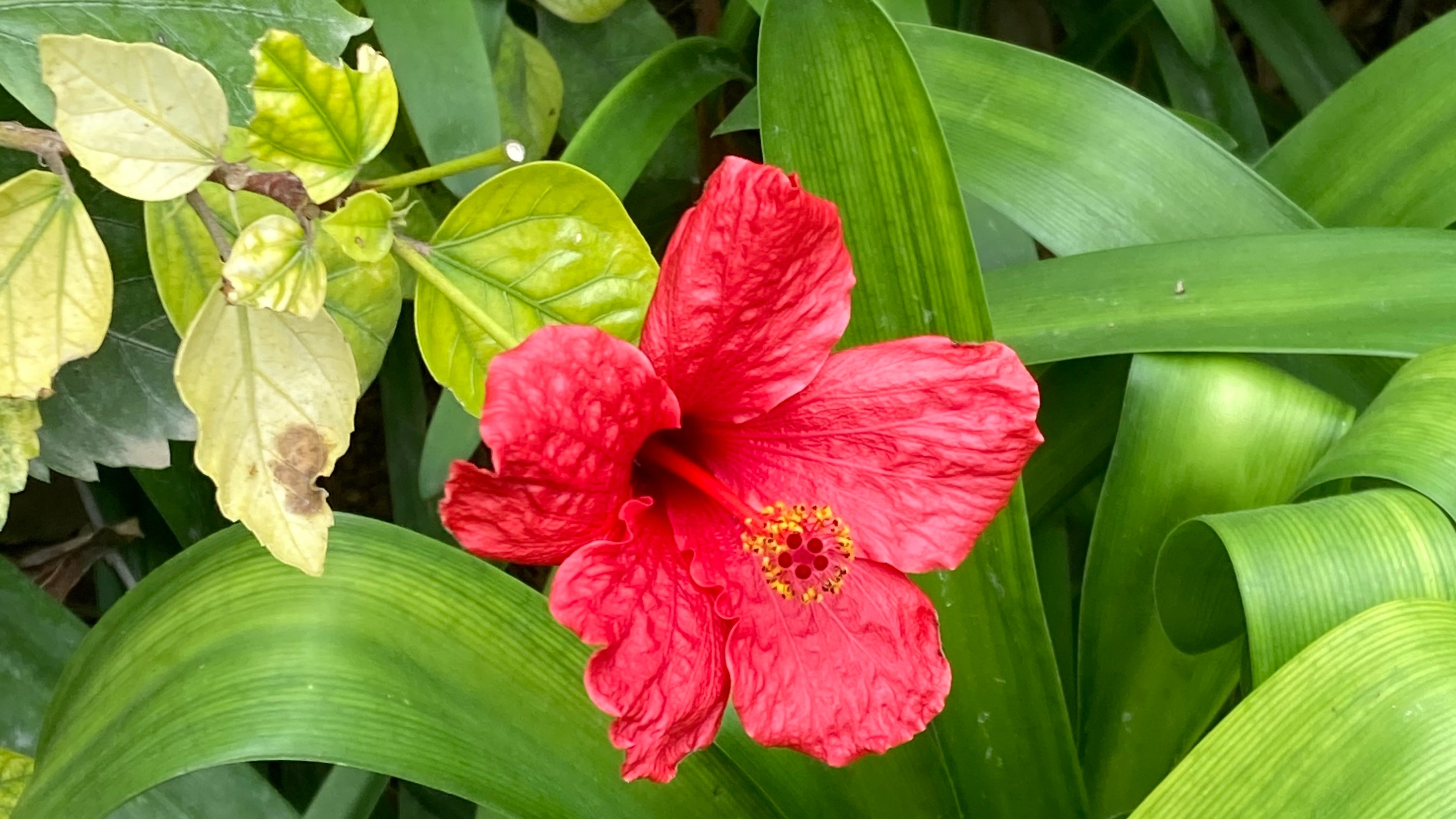 State of Transition  | Sia K S