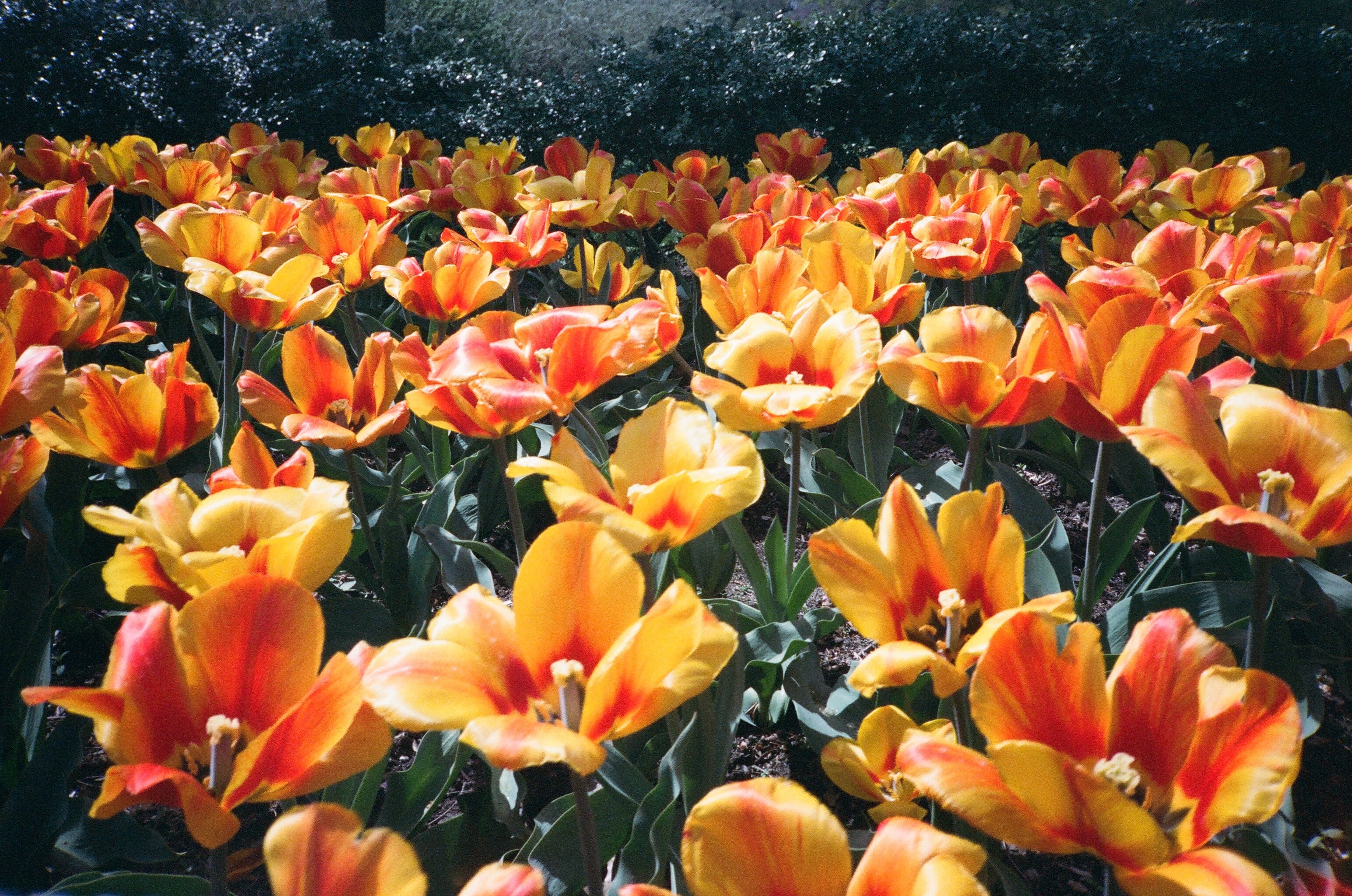 Another Musical Bouquet | Akanbi