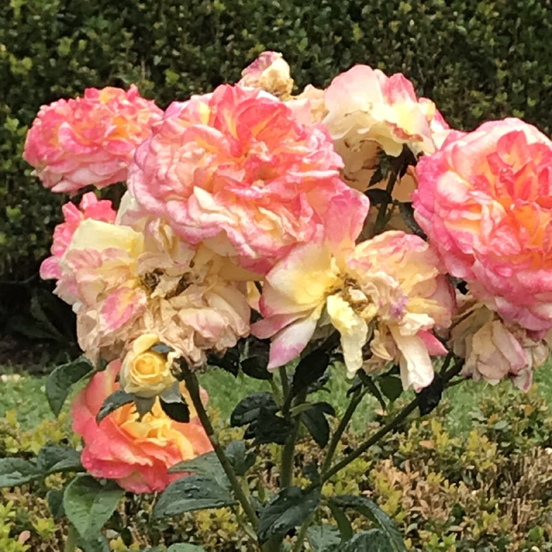 Babble Bubble | Andreya Casablanca