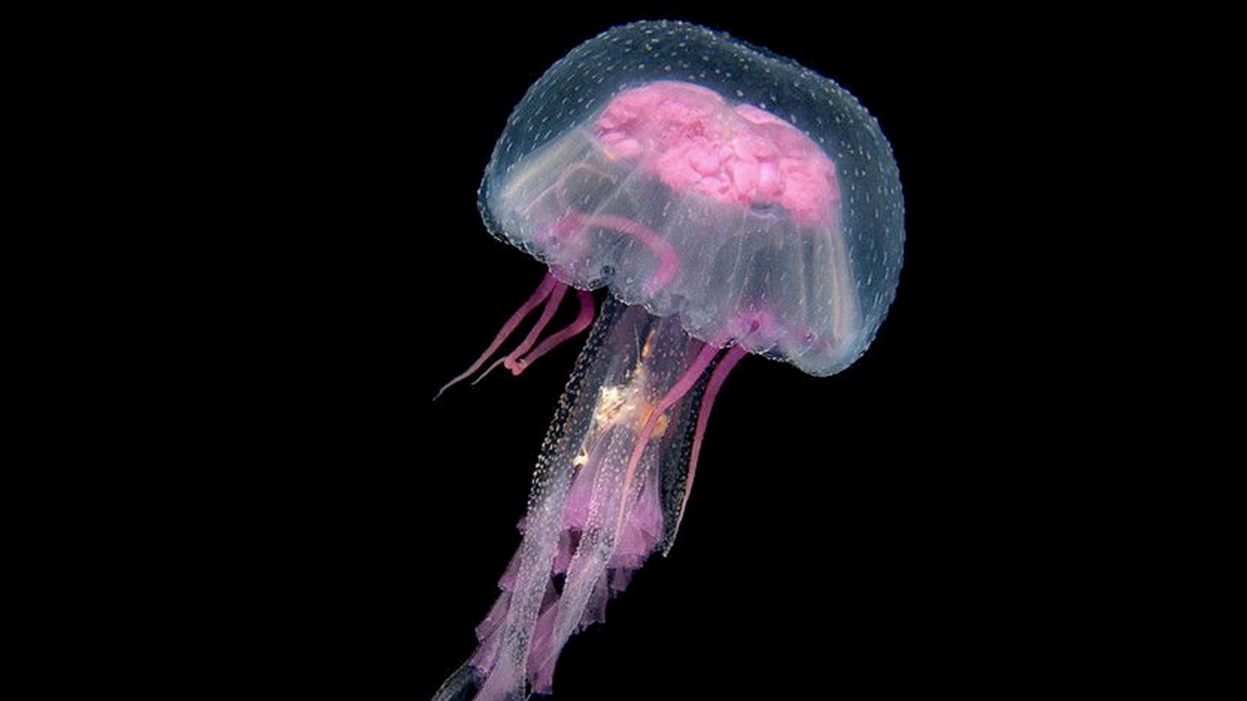 Pure Shores | Tater Titz 