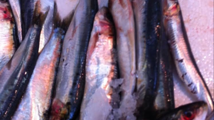 odmęty | zu & Freya Meist