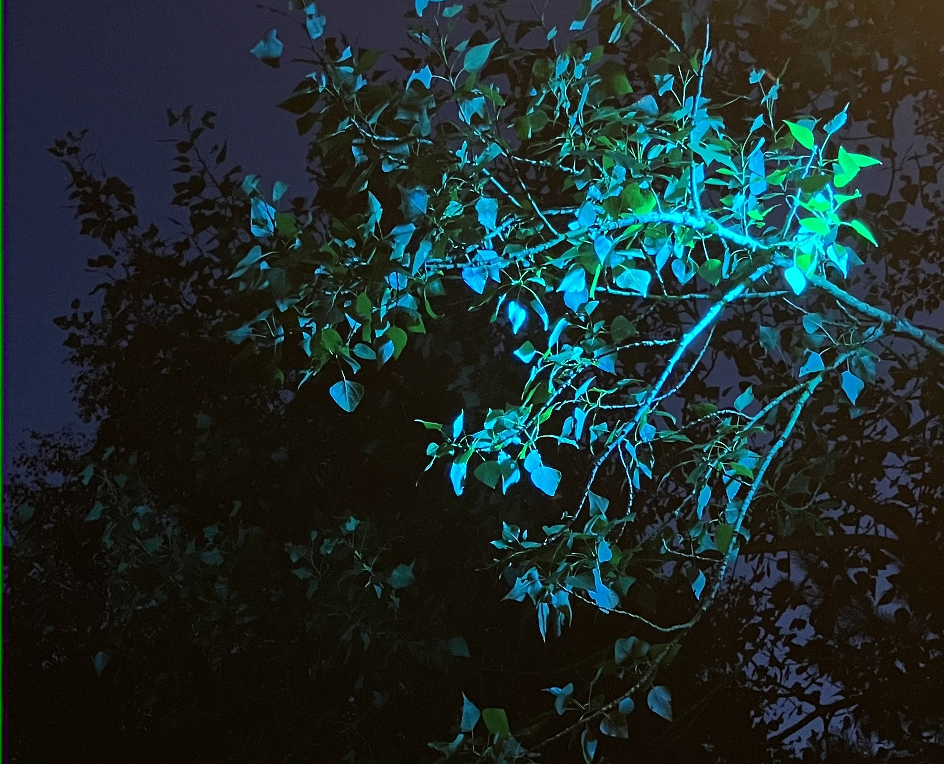 Morning Drop | Myriam