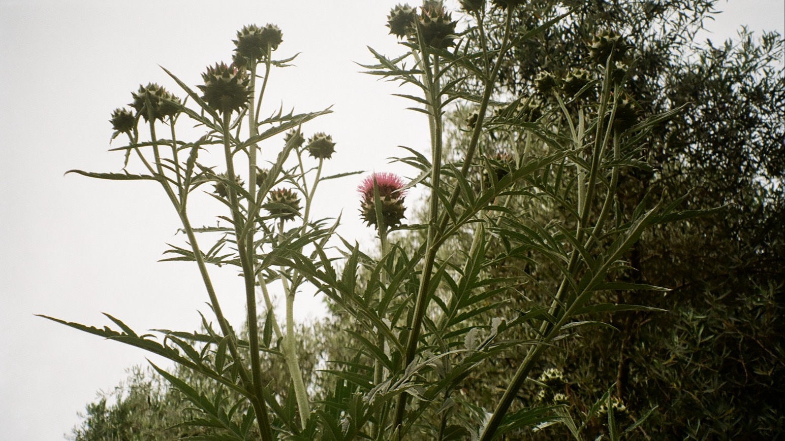 Songs For Peace | Dane Joe