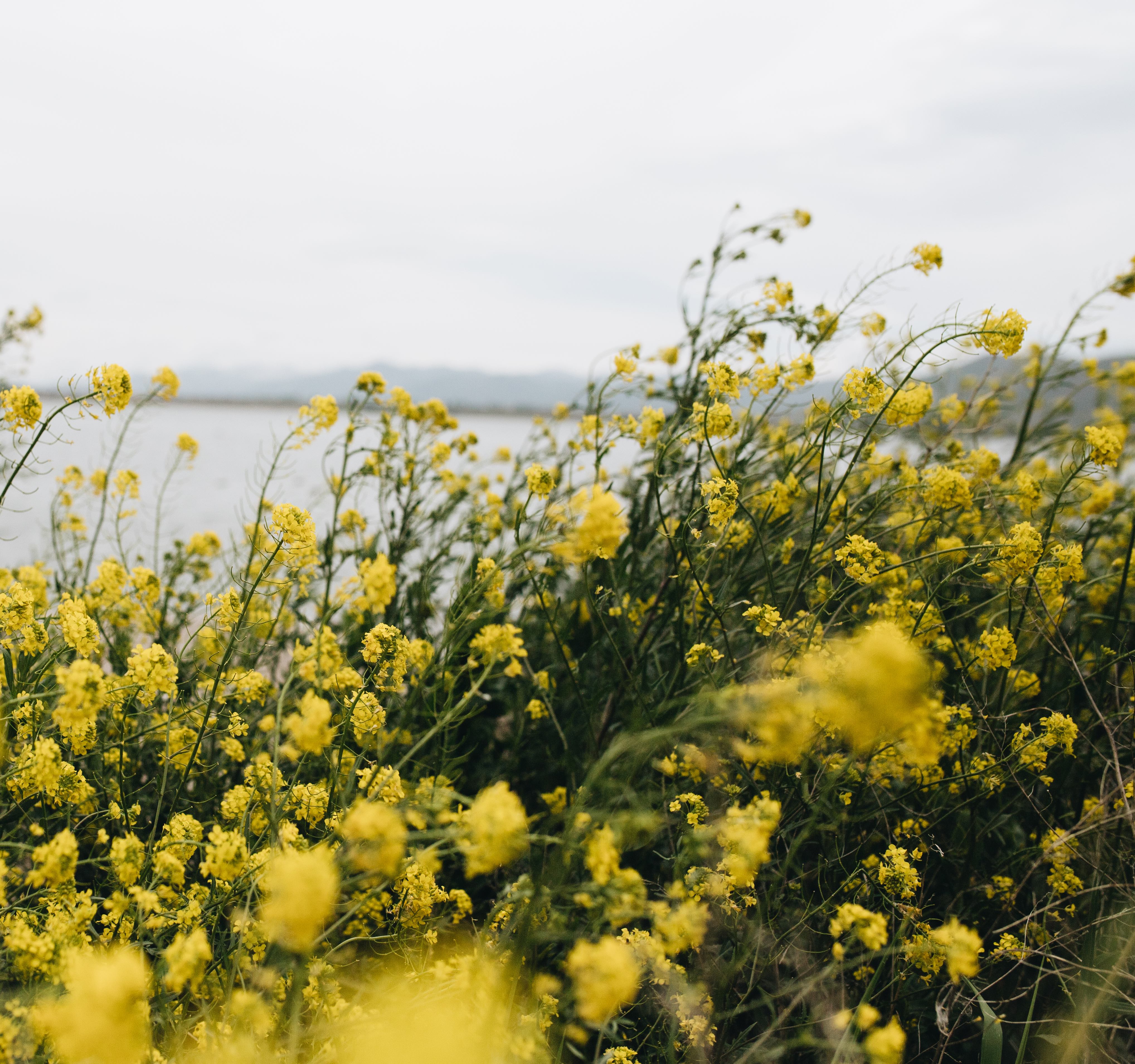 Iran Solidarity Show | Mani