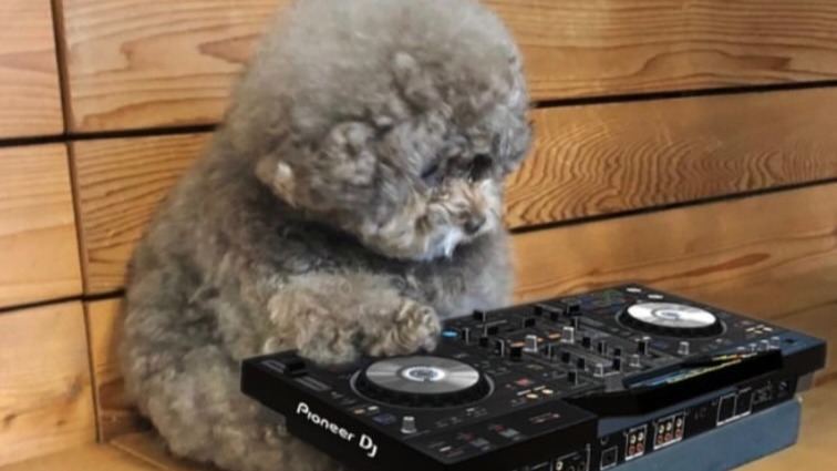 Therapy Dog | Ophélie