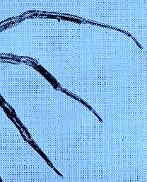 Sun Over My Head | Cmba