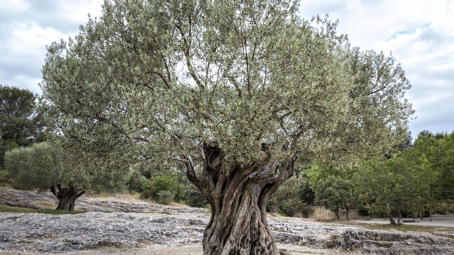 Extra Oil | Sophoula