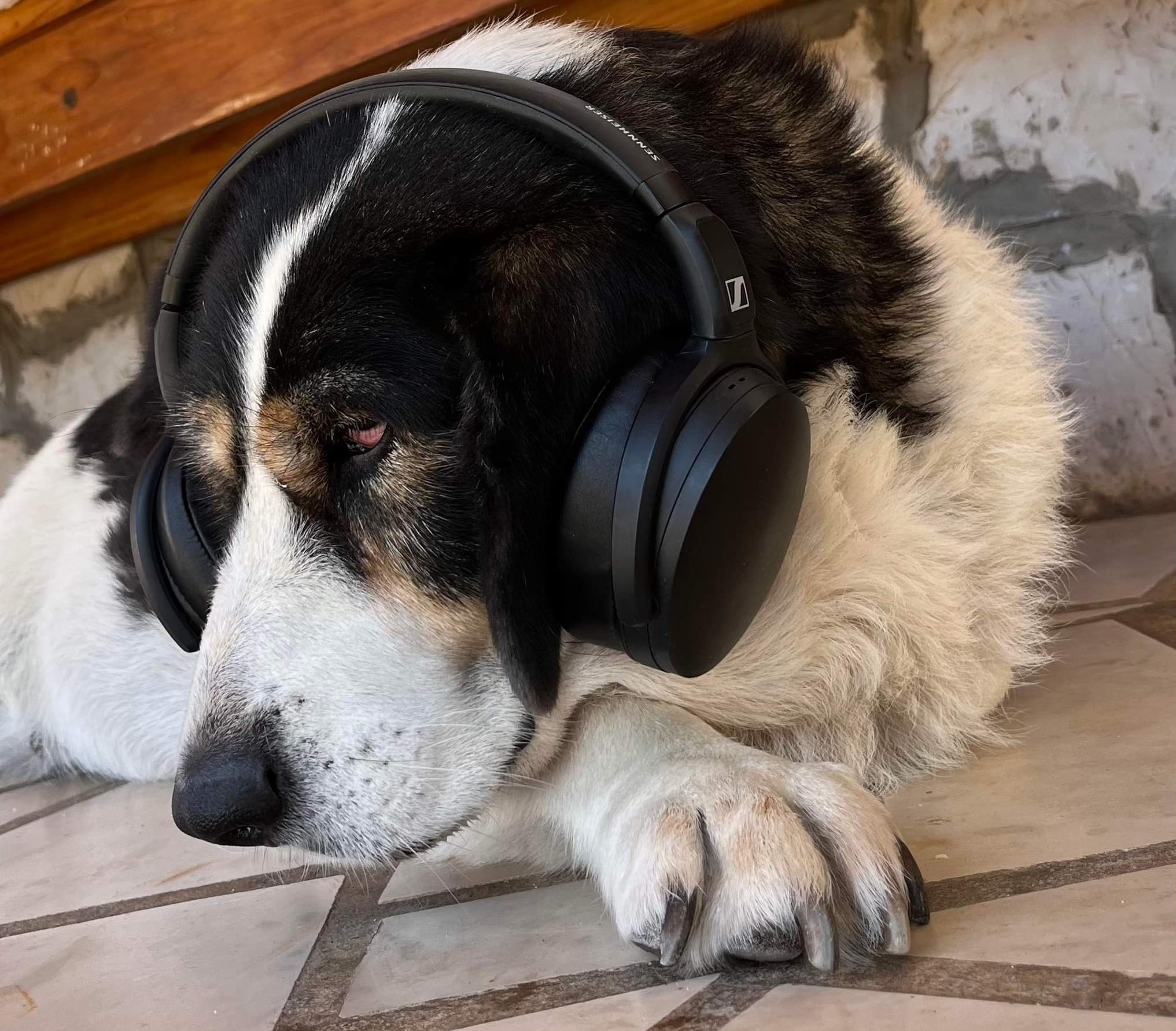 Starboard Show | Dommie Soup