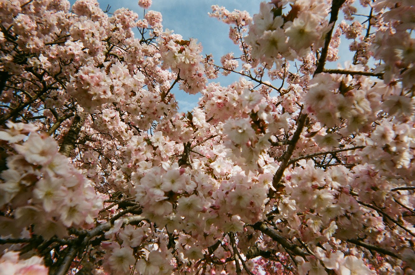 Nia Records: Flow Thru Catharsis | Tianna Strickland