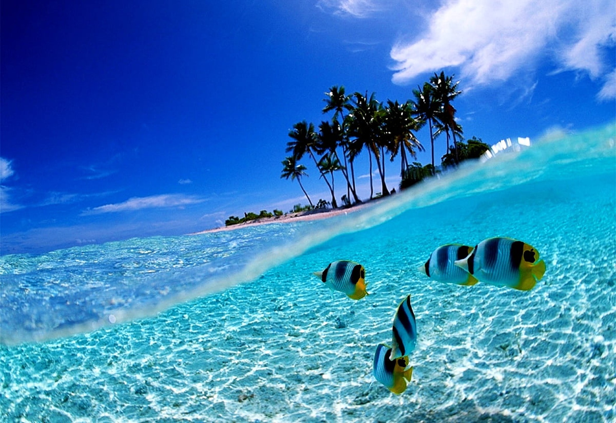 Pure Shores | Tater Titz