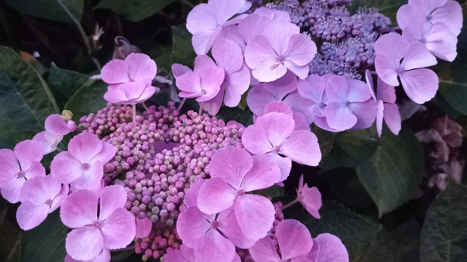 Dans le vent d'été | Léa H.