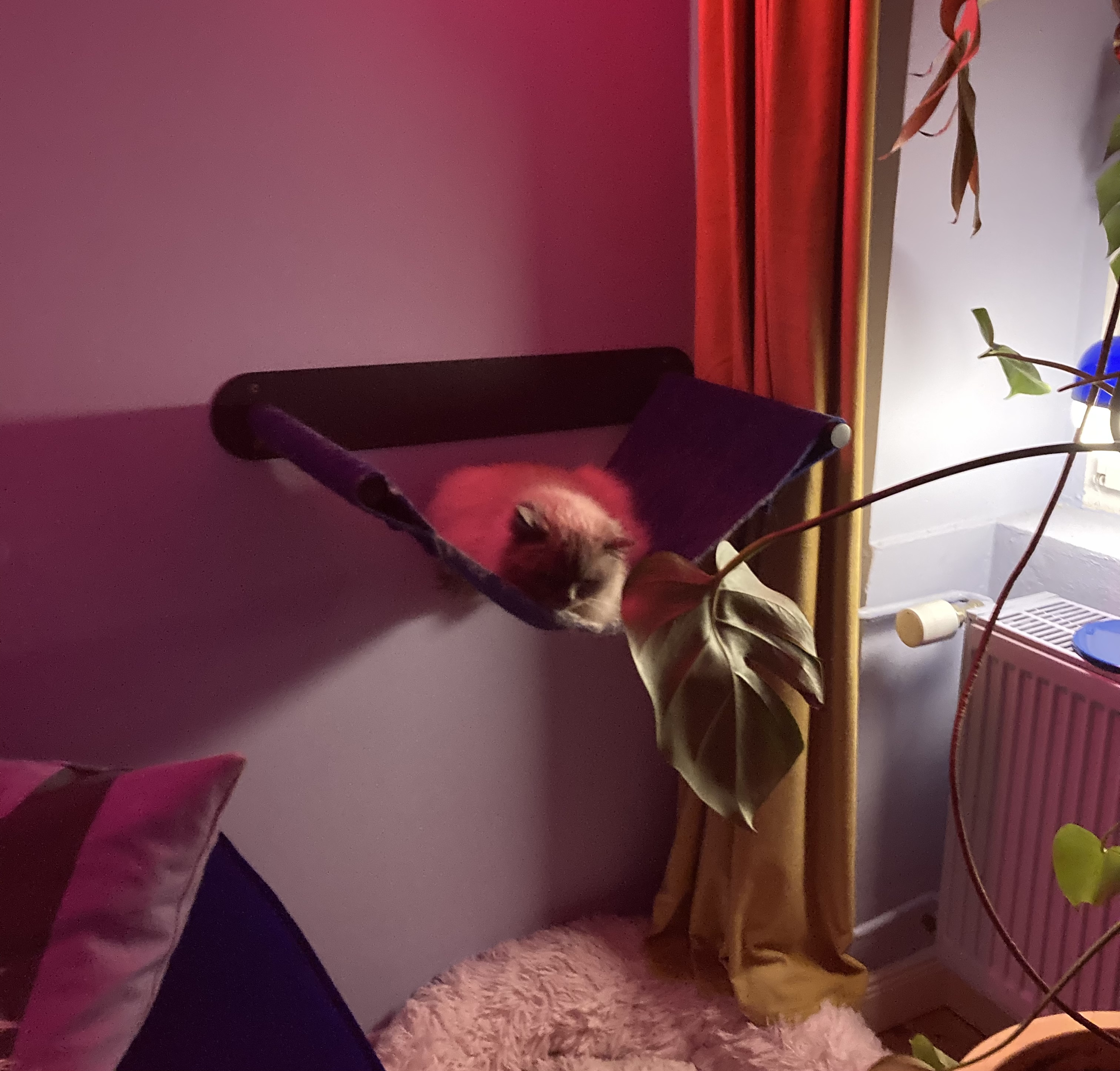 Still On Hold | Dance____98 