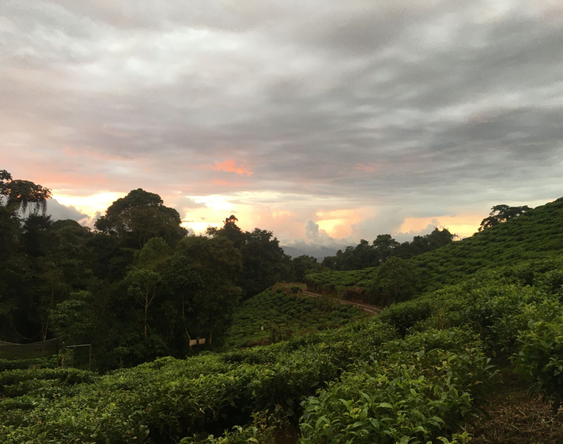 Diaspora | Amadeus Joseph 