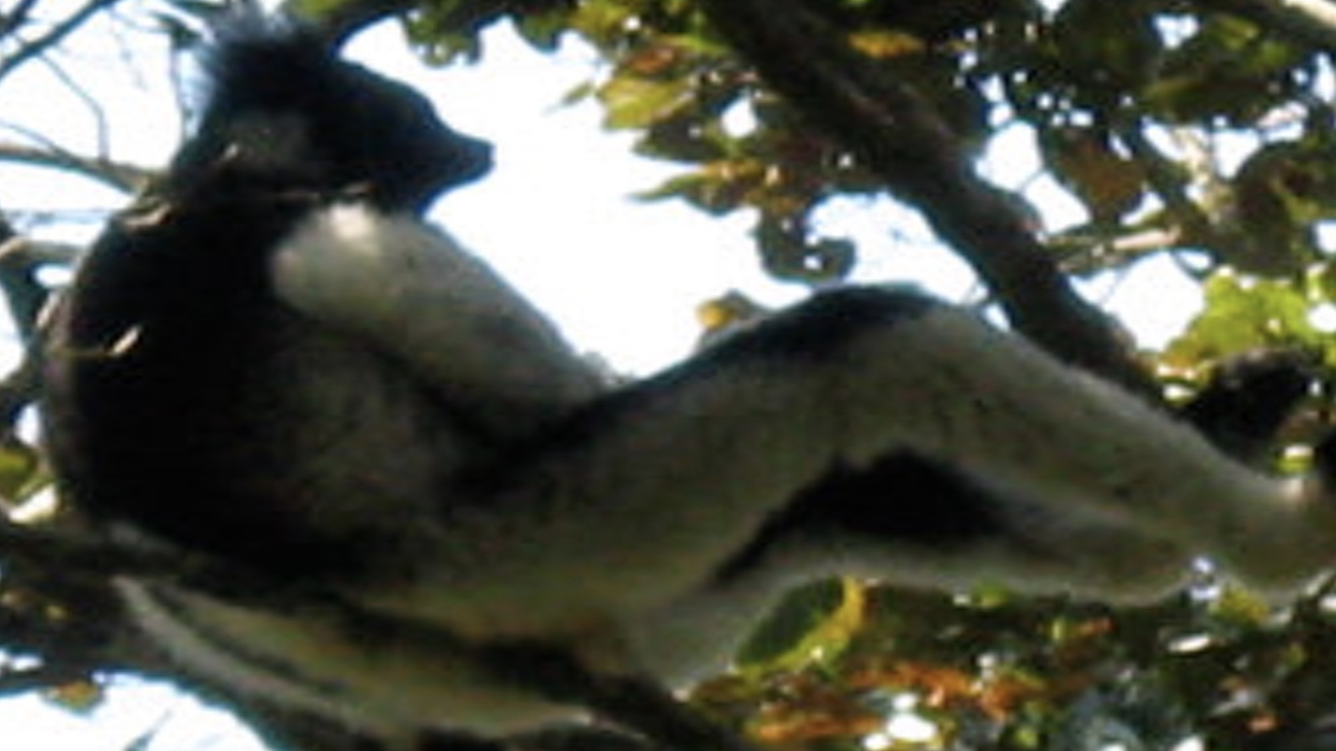 Balance Techniques | naturalblaster