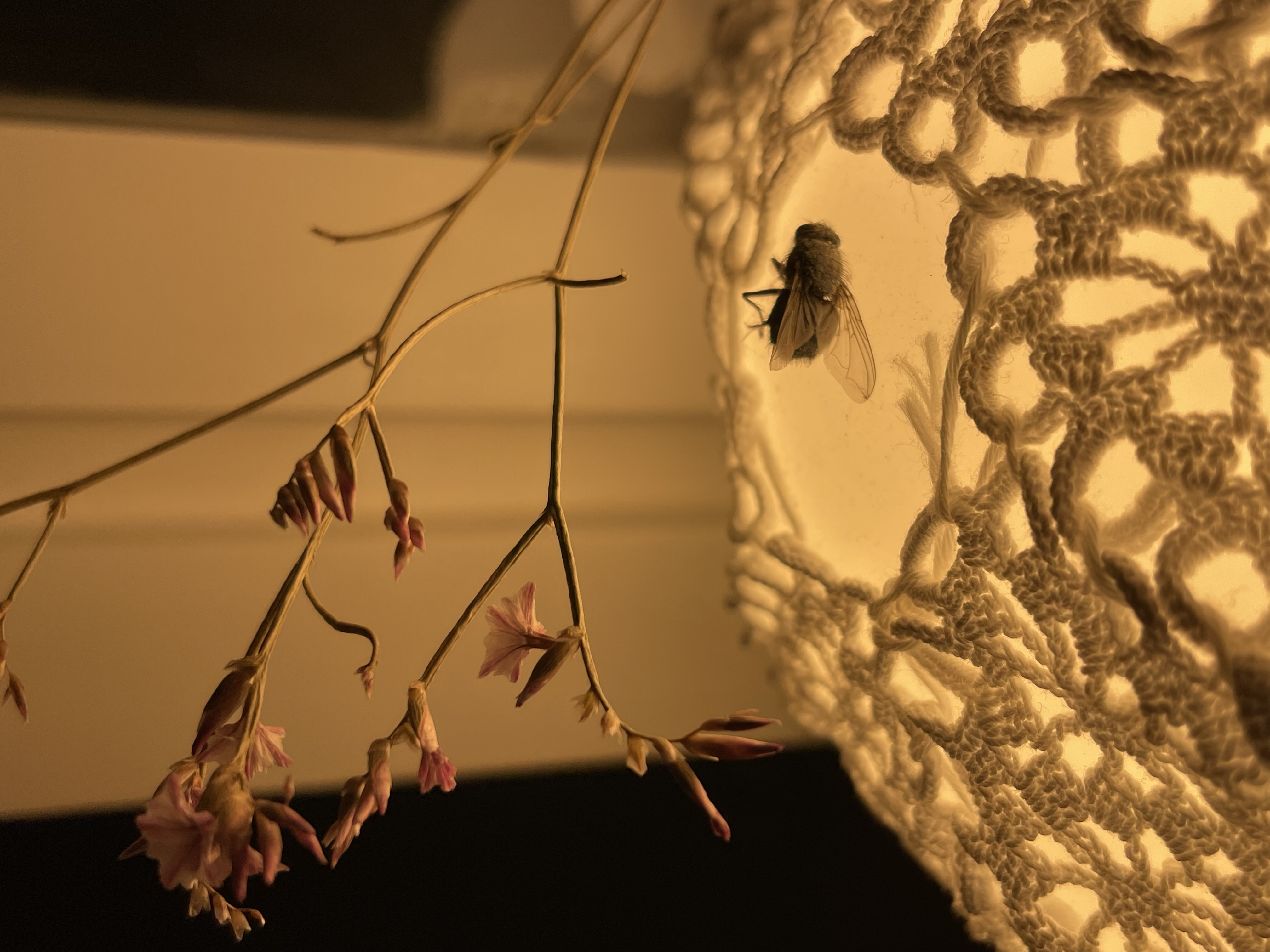 Not Grown Yet | Eloise & Leia