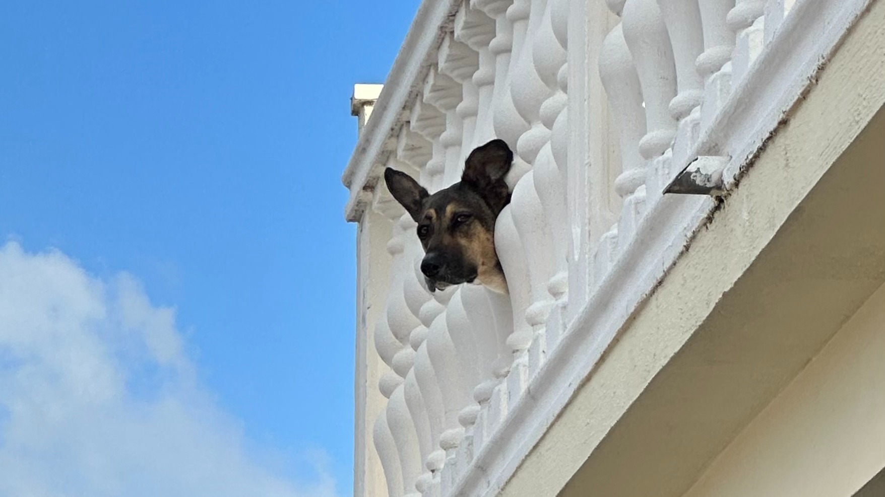 Petting Dogs Worldwide | Jasmín