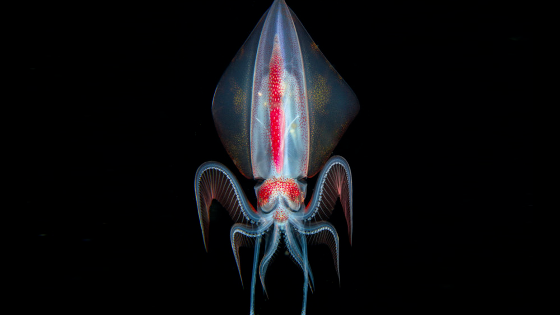 Pure Shores | Tater Titz 