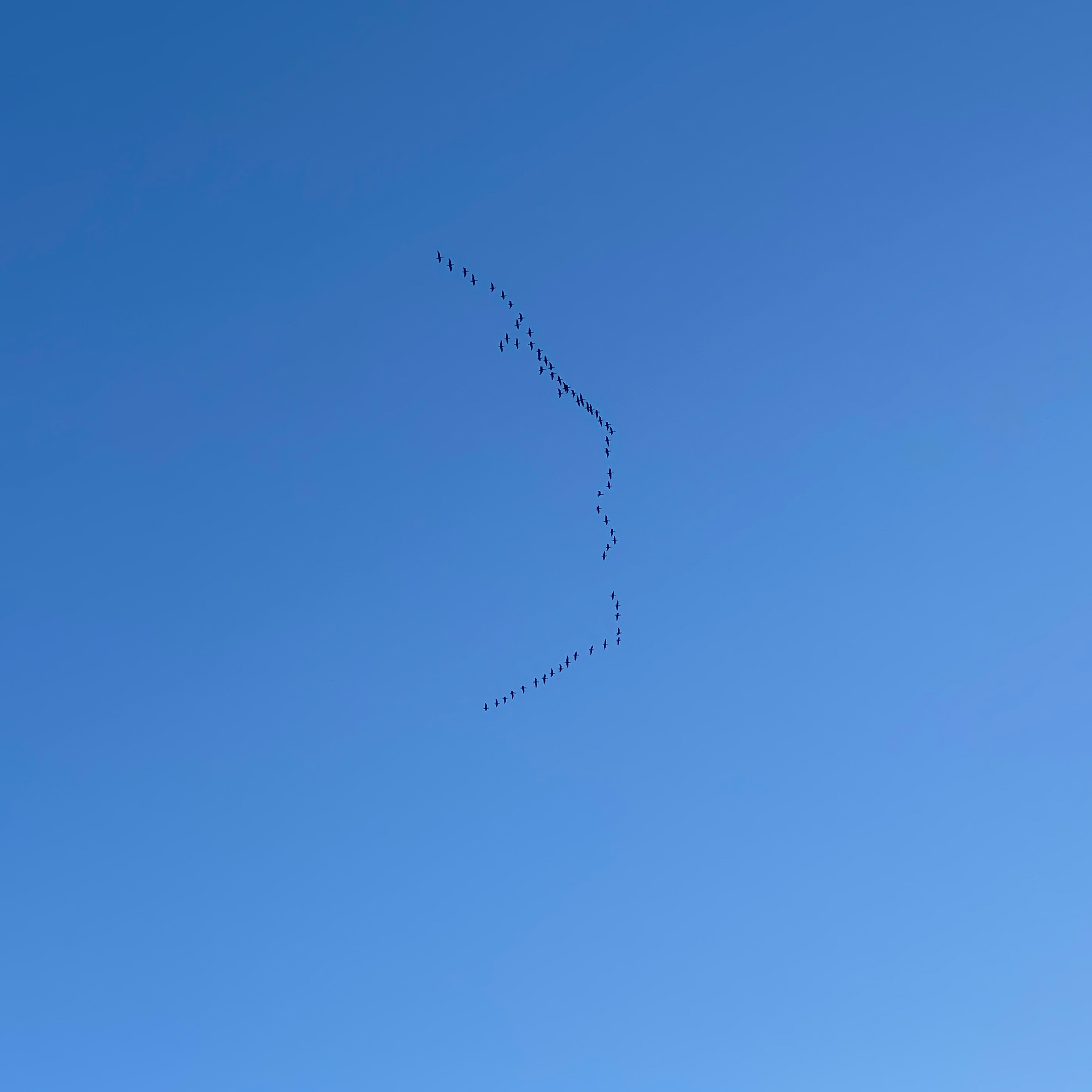 Astral Vip  | Dugong & Nipuna 