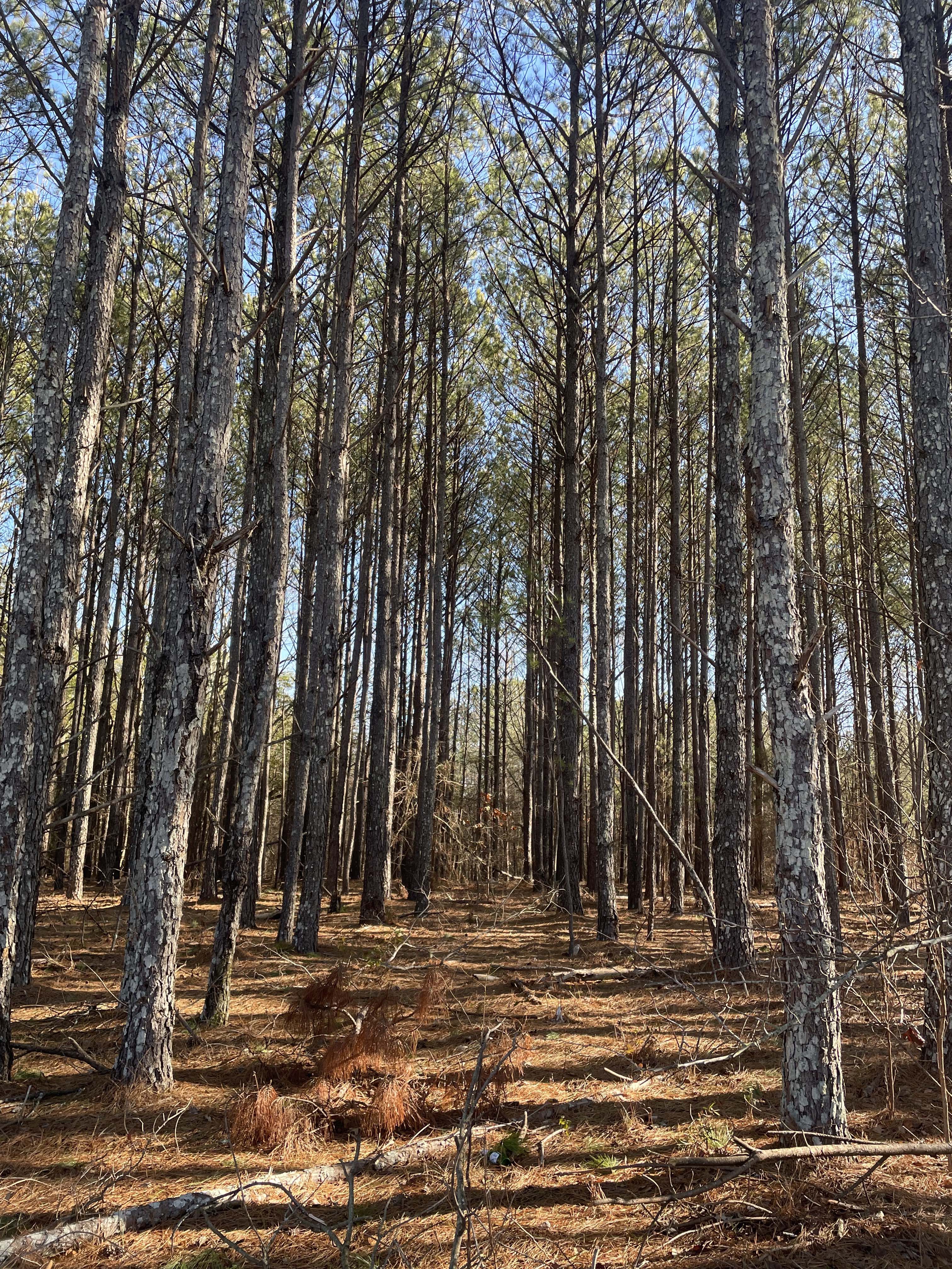 FREQUENCY SHIFT | Oscar Atanga