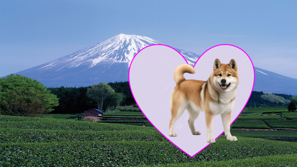 From Japan with loops | Cecilia Robinson