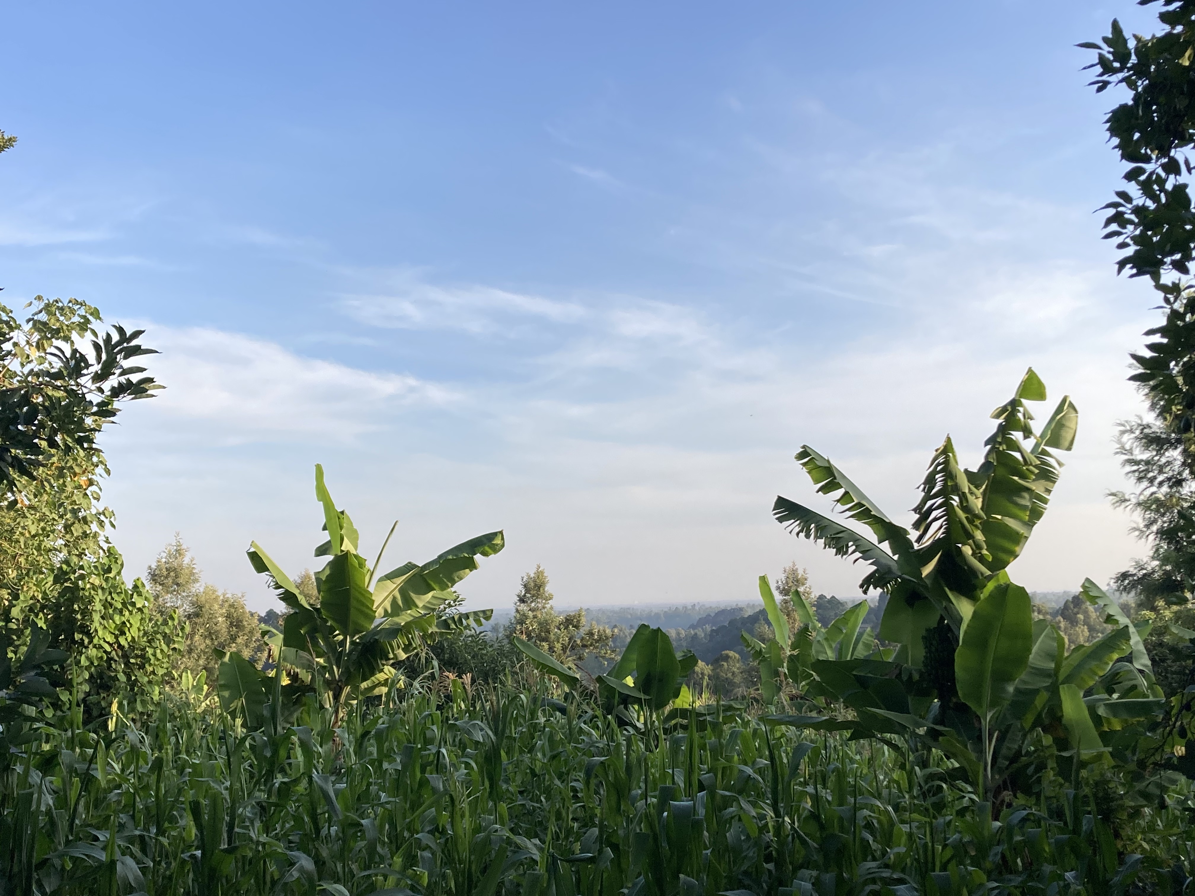 The Breakfast Show | Shiru, No Border Assembly, SuGruN (Support-Gruppen-Netzwerk) & Oplatz