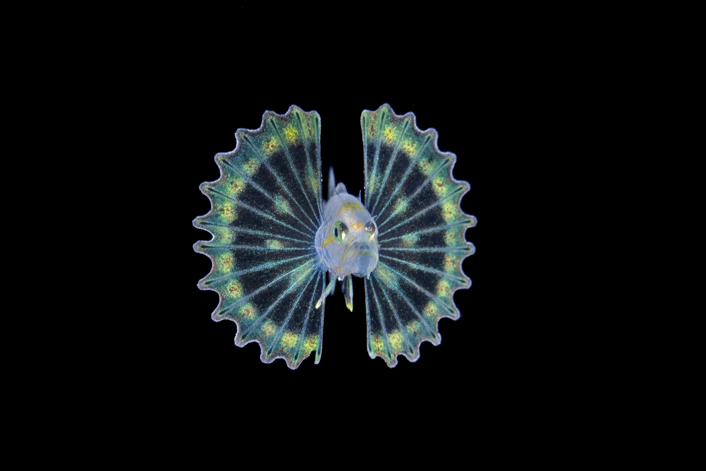 Pure Shores | Tater Titz