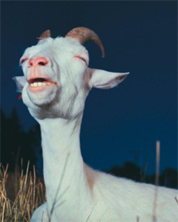 late night special  | Music for Goats