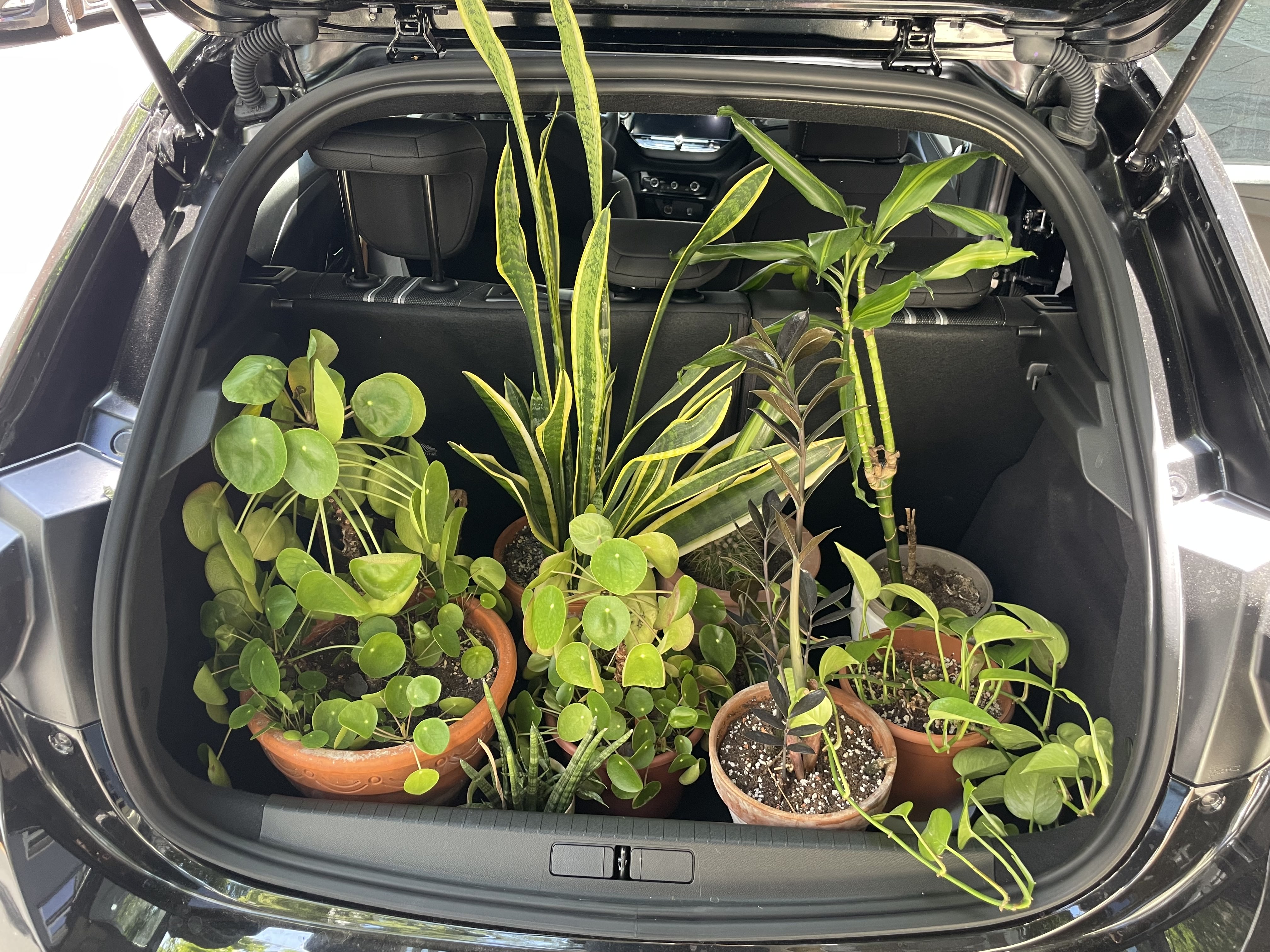 fluorescent ferns | Leona