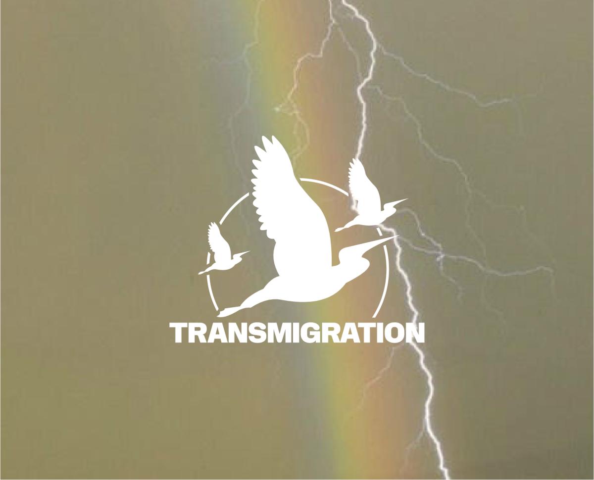 Transmigration | David Fogarty