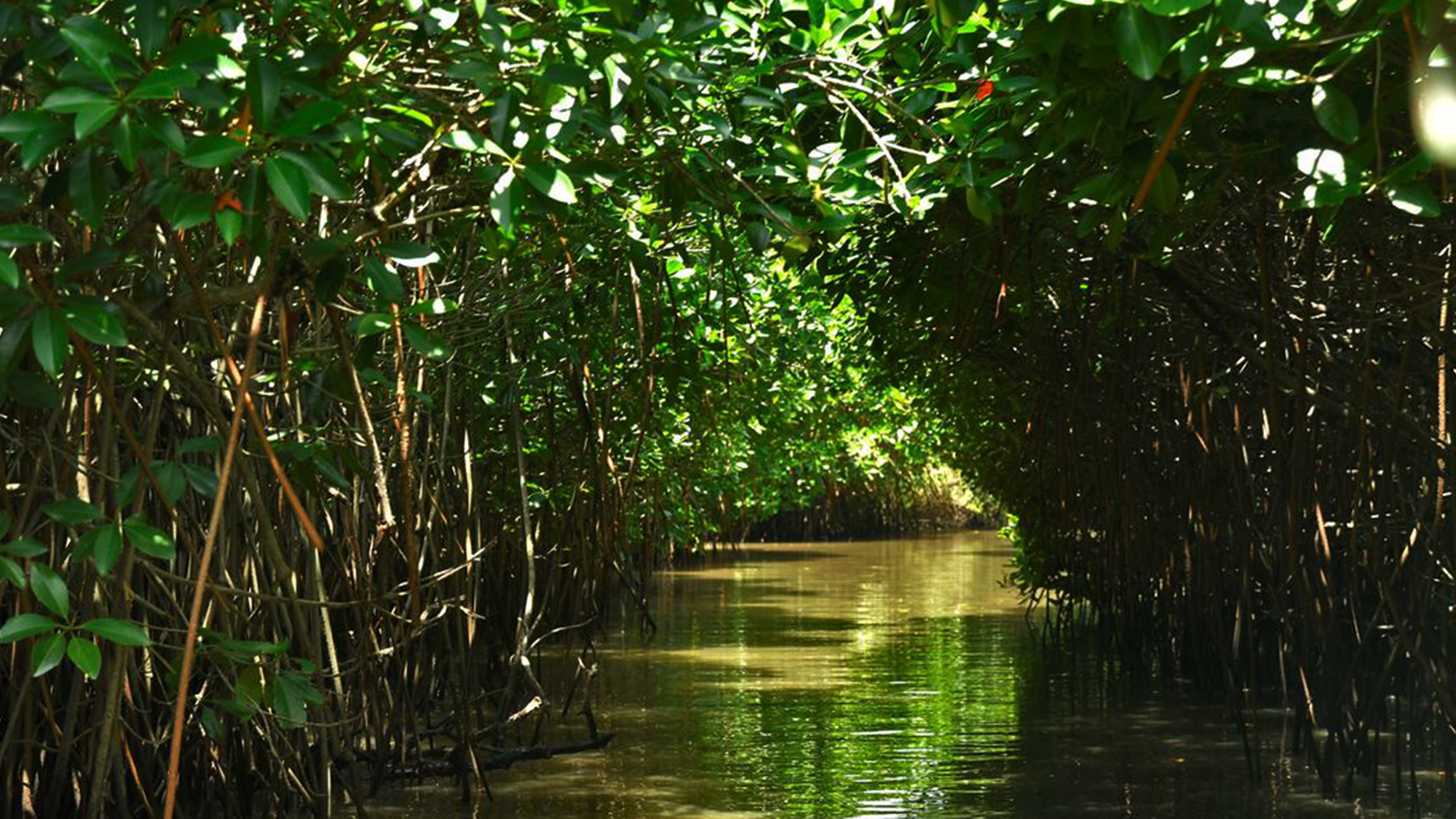 99CHANTS X ONE TREE PLANTED | David August & Hannah Ewing