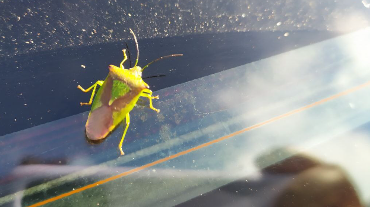 knowing | Anja Ngozi