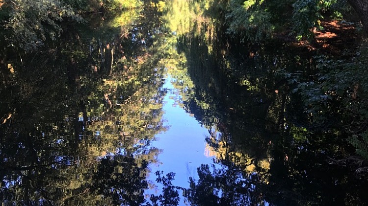 No Frills | Alicia Carrera