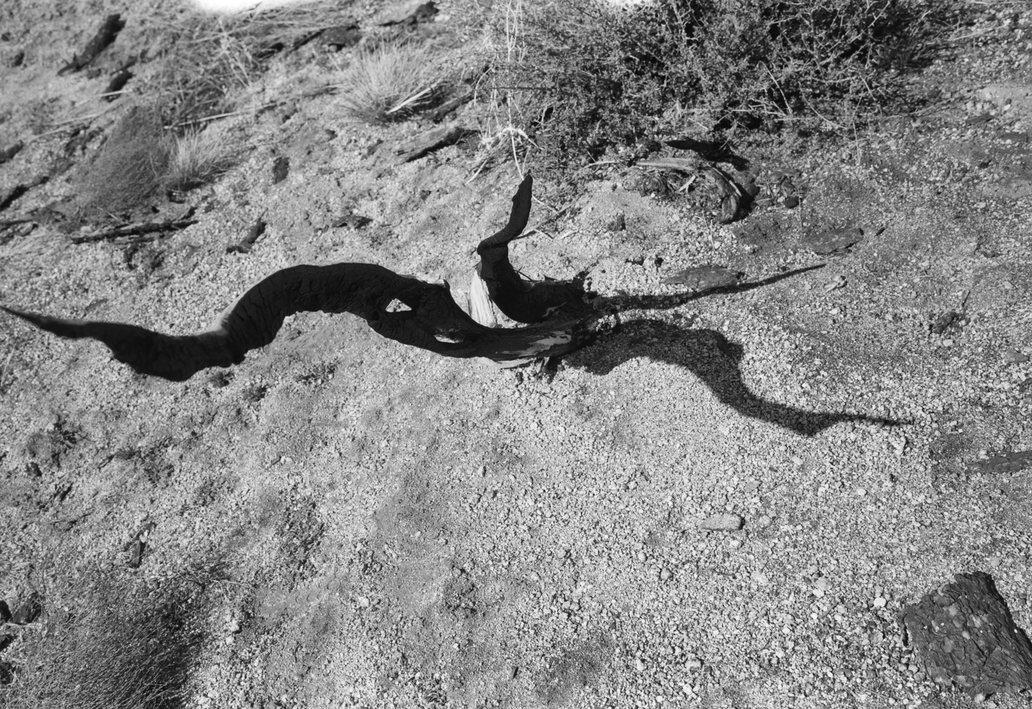 Homing: Tremble Borders | Archive Of Belonging & Alphabet Shadow