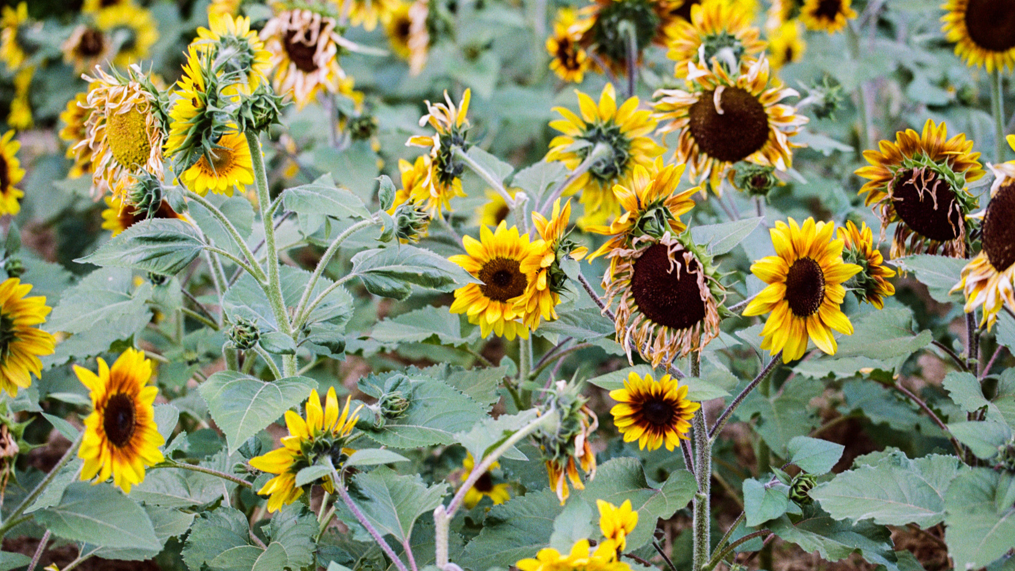 The Heroic Dose | loket