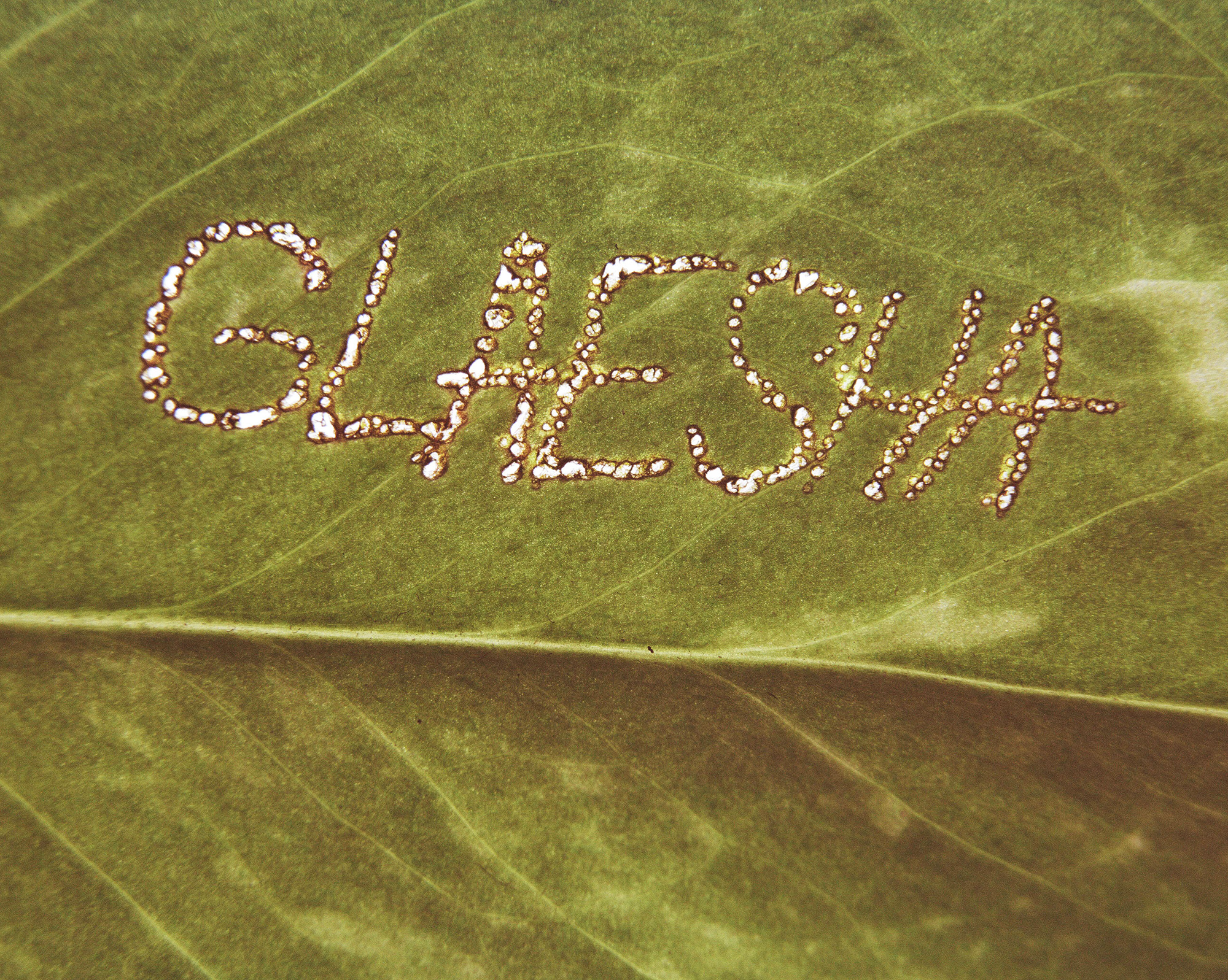 Glaesha Radio  | Glaesha