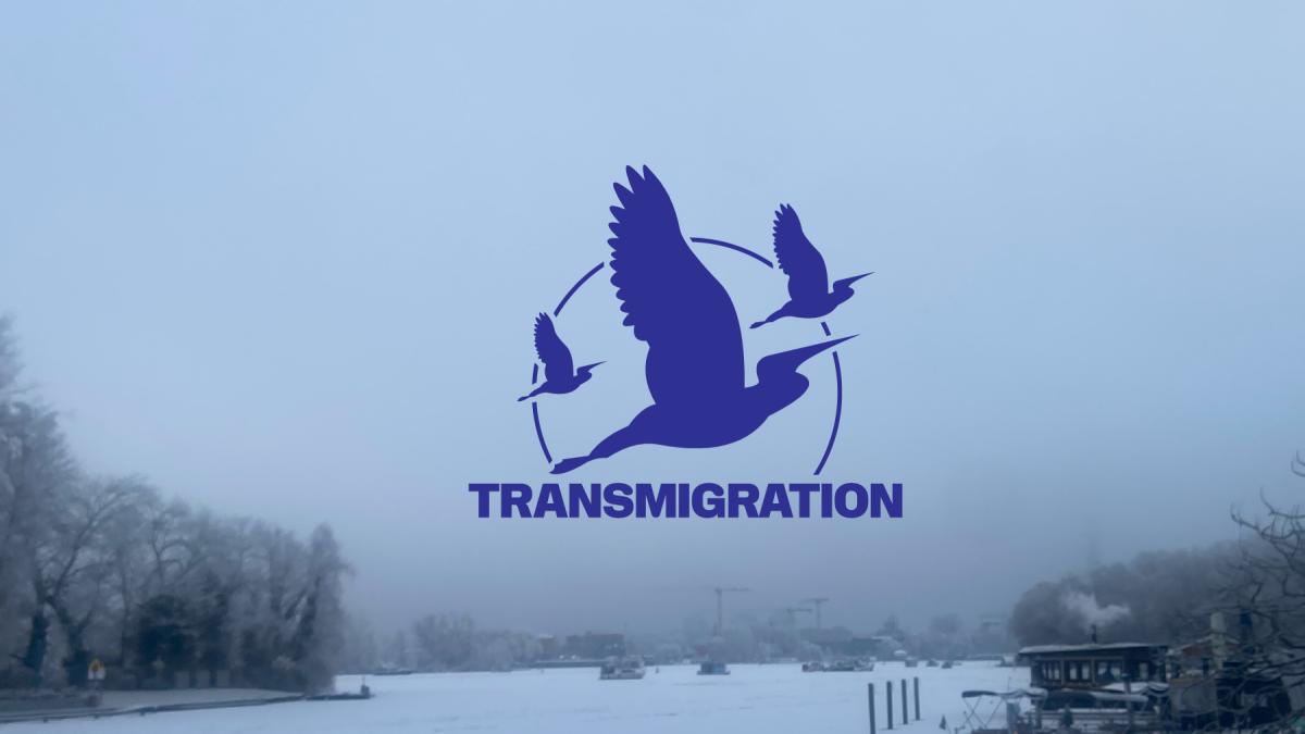 Transmigration | David Fogarty