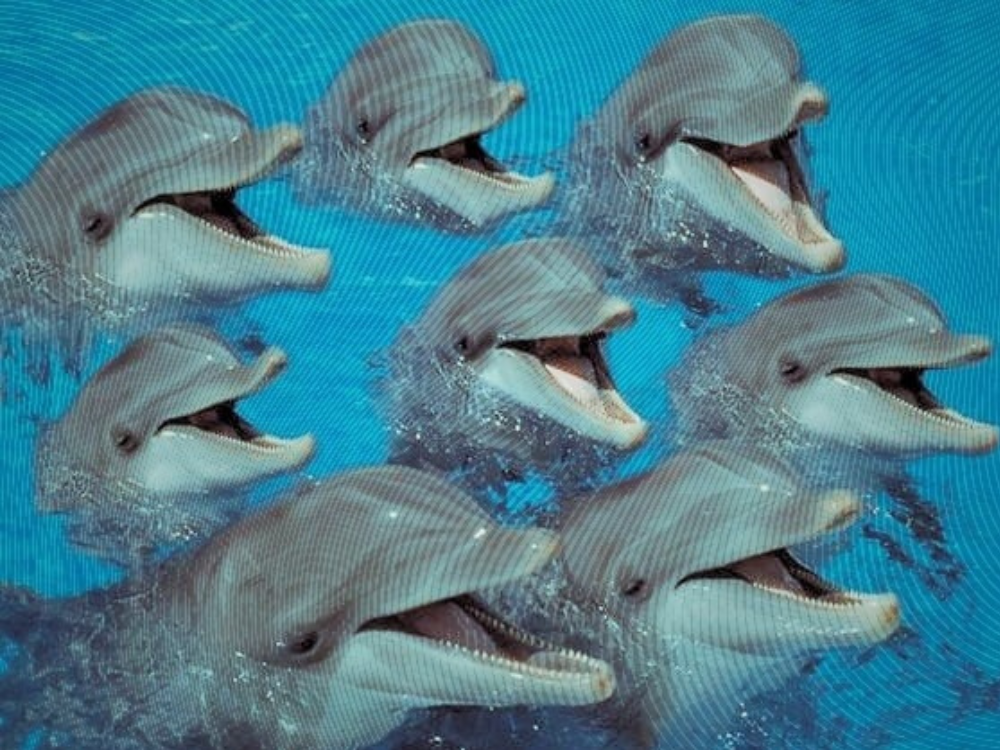 aequa Radio: We Sing Resistance | Sarj