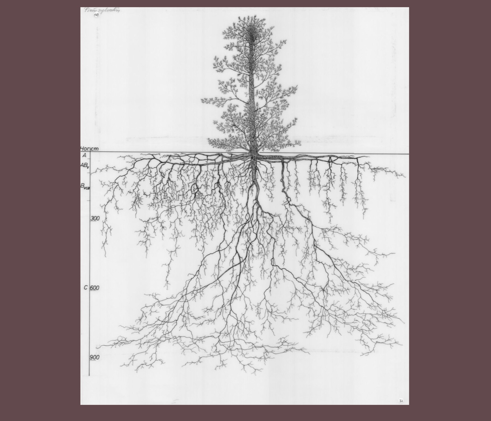 Beyond the Transition: root to seed | Sia K S