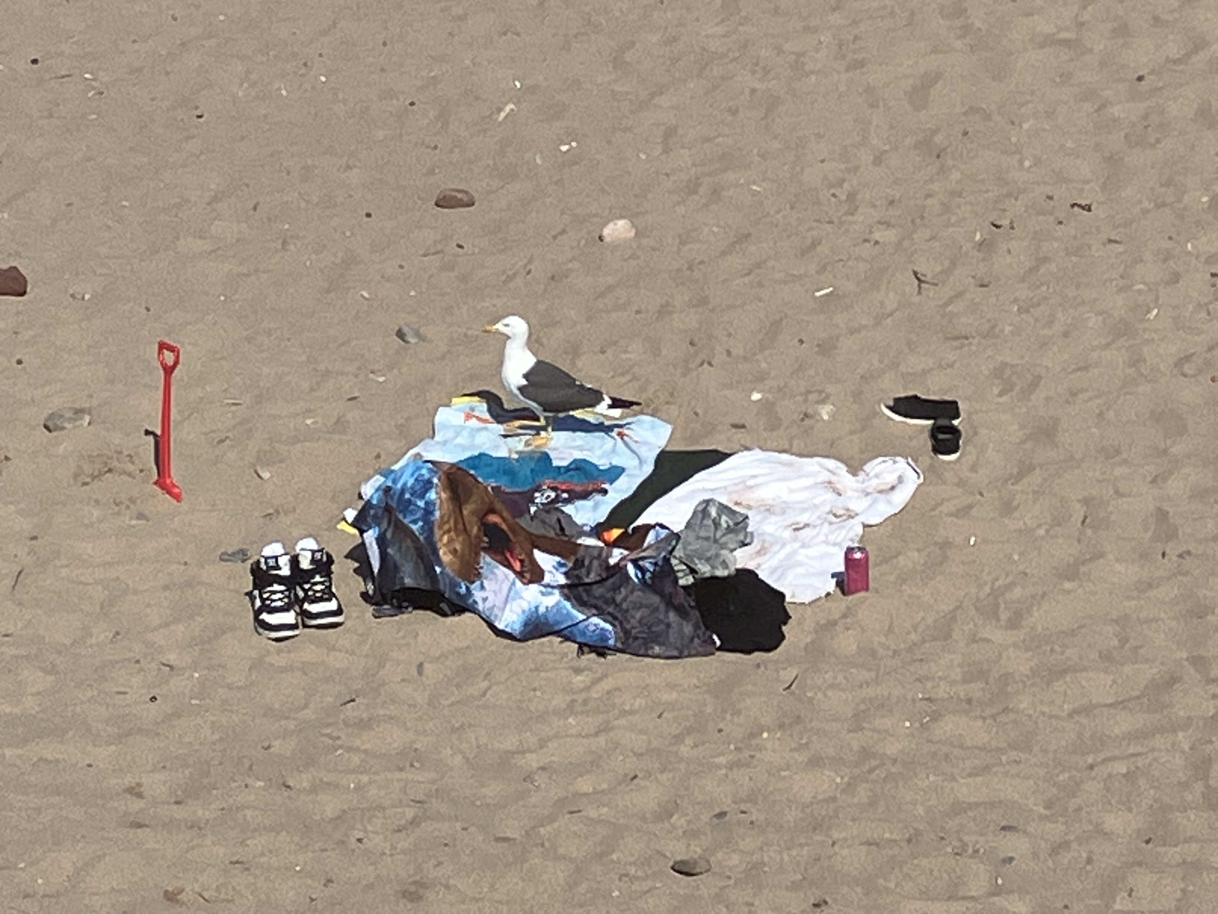 A Wave Pictures Show  | Calum