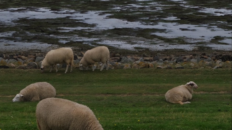 Ordinary Wednesday | Deniz Everling & miszo