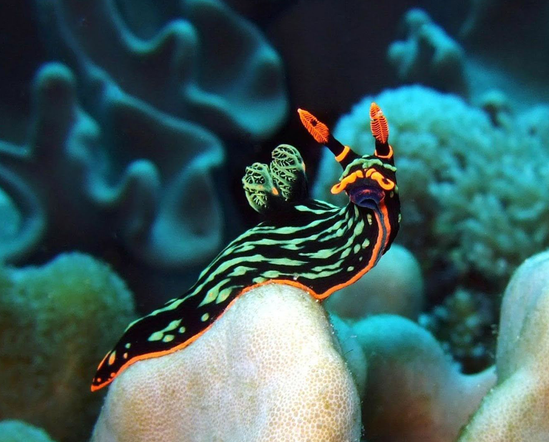 Pure Shores | Tater Titz