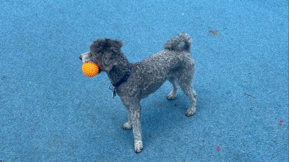 New Massage | Telephones