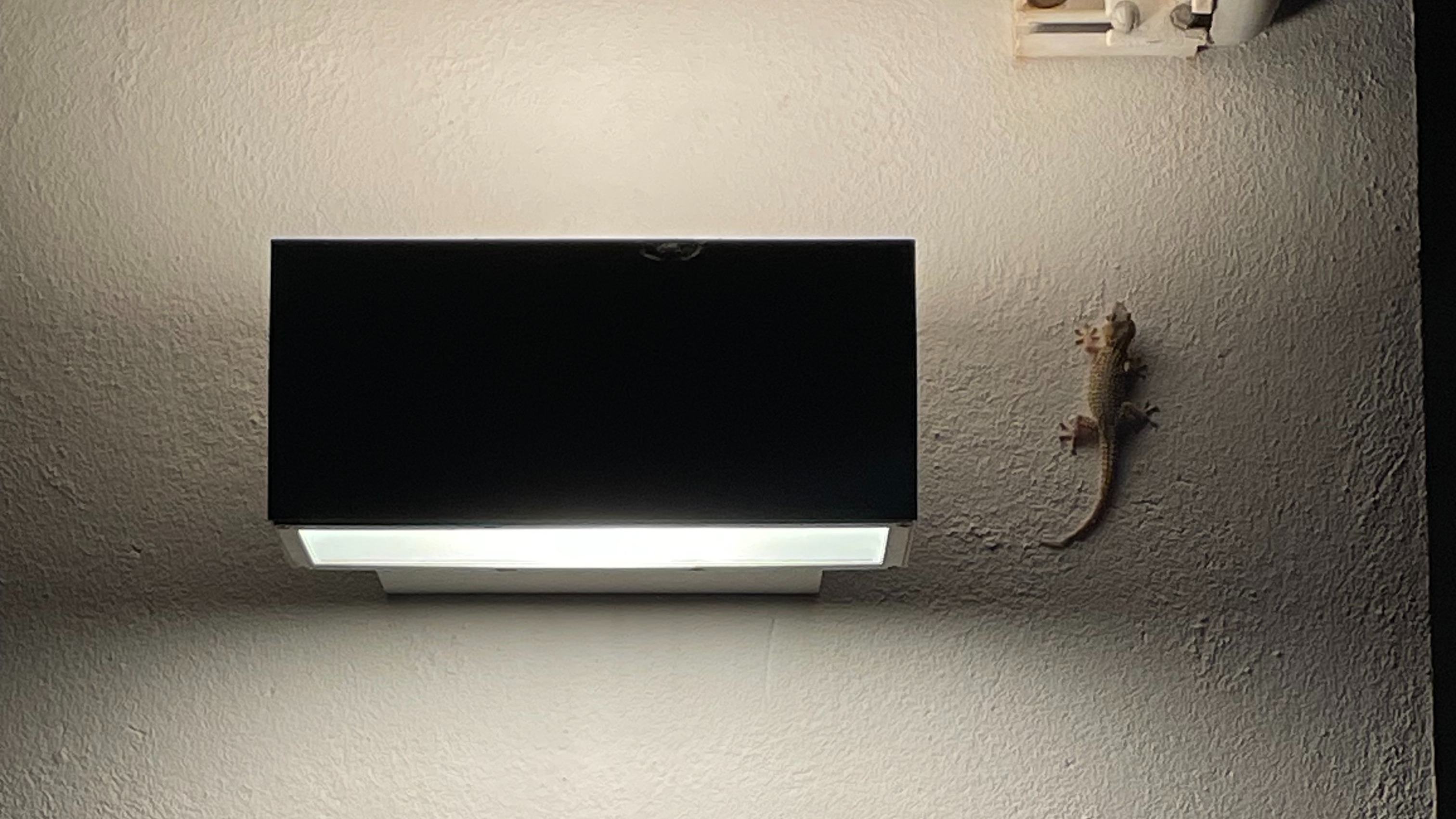 Seeds | Llupe & Isabel Lewis