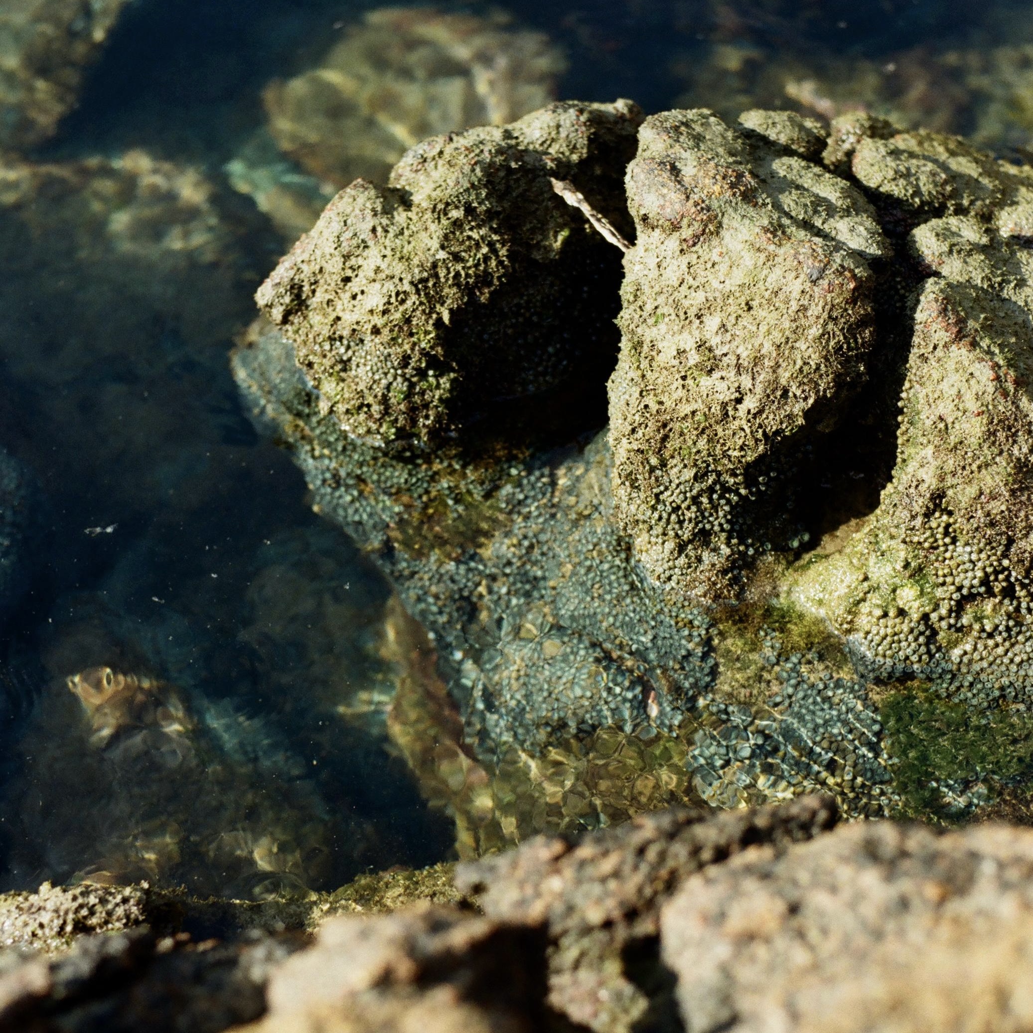 swaying with the trouble | selkie