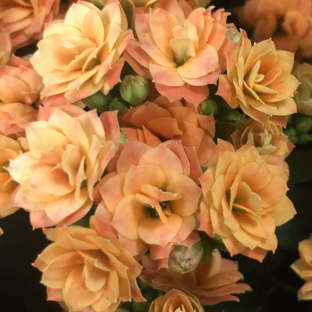 fractals | Anja Ngozi