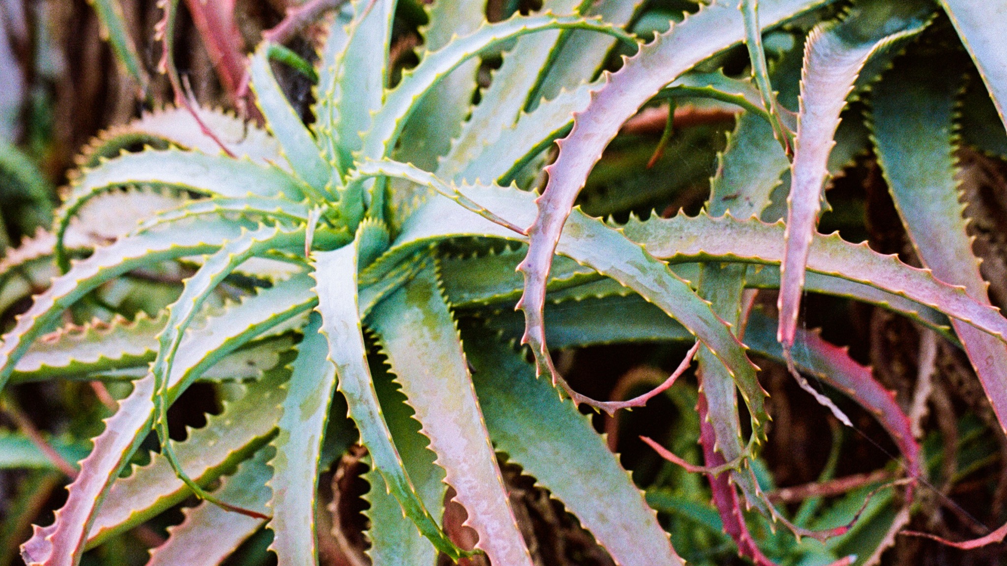 The Heroic Dose | loket, John Loveless & DJ Angebot