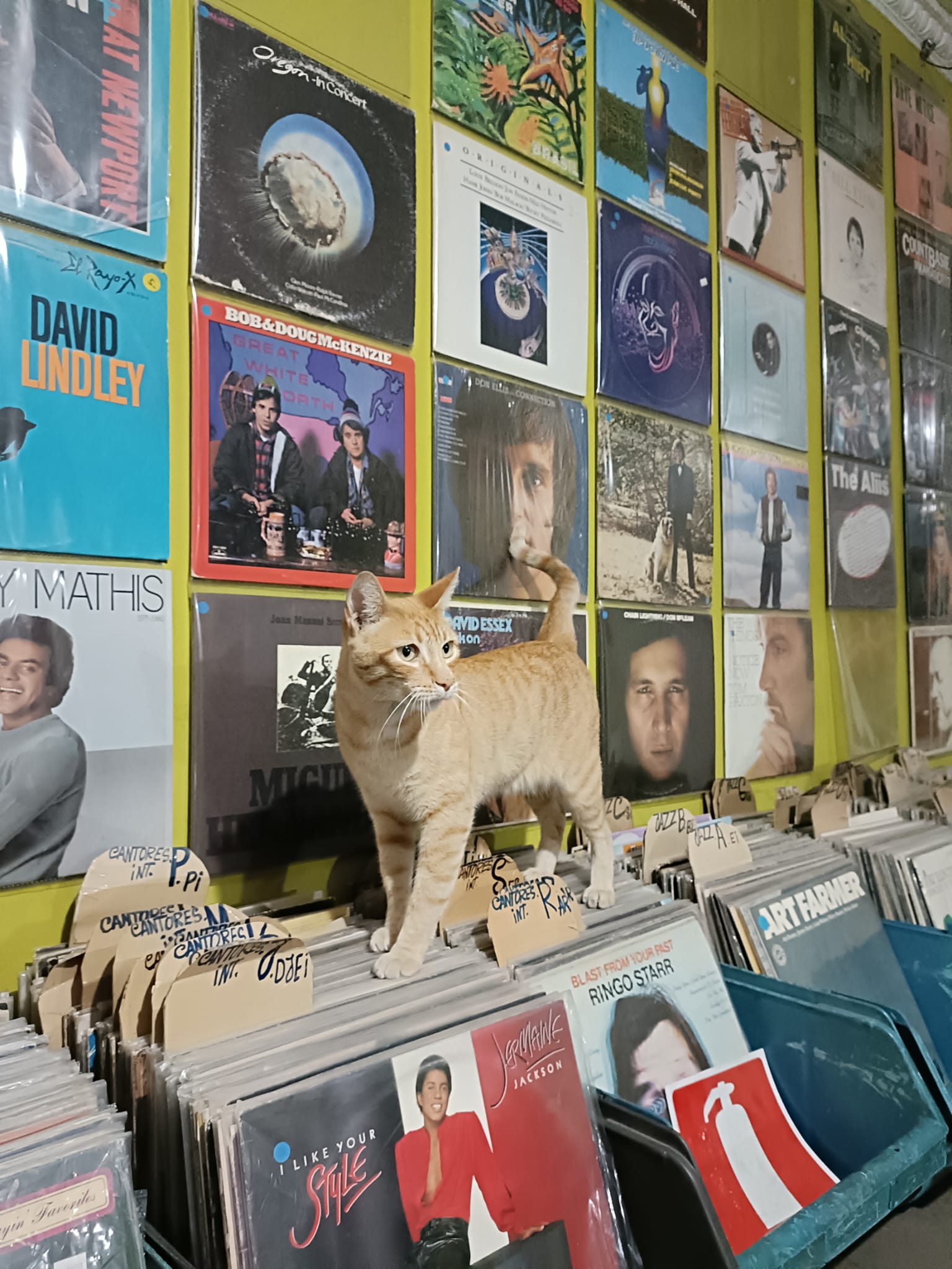 Roots & Beats: Brazilian Wax | Meriem S & Another Pedro