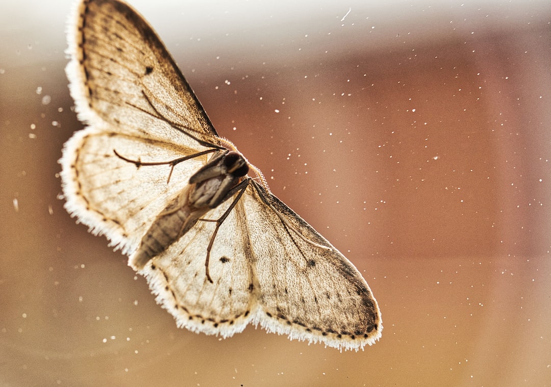 moth photography